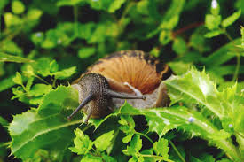 get rid of snails and slugs in the garden