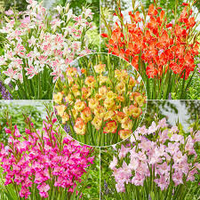 hardy gladiolus collection summer