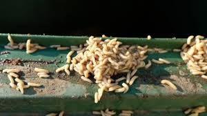 how to get rid of maggots on your patio
