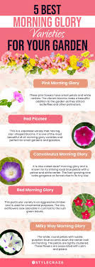 15 most beautiful morning glory flowers