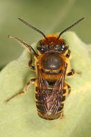 Люцерновая пчела-листорез — Википедия