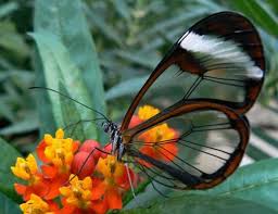 seaforde gardens tropical erfly