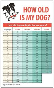 How Old Is My Dog In Human Years Dog Age Chart Dogs Dog