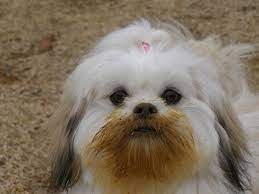 Why does a Shih Tzu's hair not have fluffiness?
