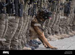 Frankfurt, Germany. 08th Sep, 2017. The police dog Whiskey stretches  briefly during a drill of the elite police commando SEK in Frankfurt am  Main, Germany, 8 September 2017. The dog is celebrating