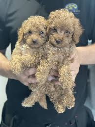 toy poodle dogs and puppies in