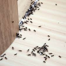 why is my house full of ants in winter