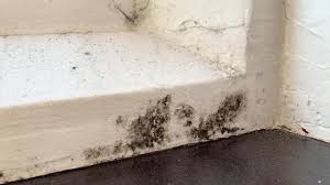Using a mixture of bleach and warm water, scour moldy window frames and sills with a stiff nylon brush. Top Tips To Stop Mould Around Windows Abelglass