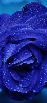 rose flower blue rain bokeh zoom iphone