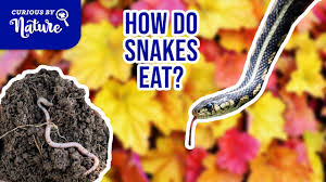 how do snakes eat feeding our snakes