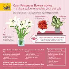 They could poison your kitty. Feline Friendly Flowers And Plants For Mother S Day