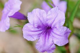 Harvesting these flowers in the wild is not recommended. Seed Of The Week Ruellia Growing With Science Blog