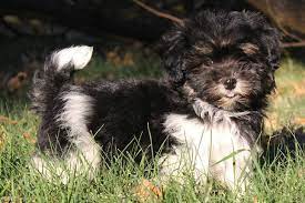 Wait till you see our incredible babies! Havanese Puppies For Sale From Reputable Dog Breeders