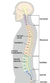 cervical radiculopathy pinched nerves