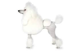 Poodle Dog Breed Information Pictures Characteristics