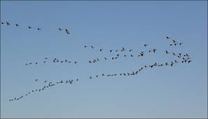 Image result for brent geese migration