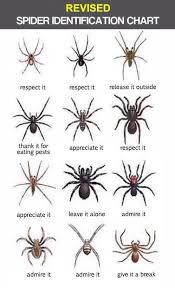 Australian Spider Id Chart Wrong On The Internet Bogus