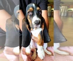 Basset hound puppies and dogs in california cities. View Ad Basset Hound Puppy For Sale Near California Indio Usa Adn 223664