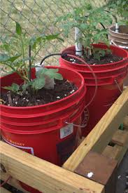 5 gallon bucket planter ideas. How To Garden In 5 Gallon Buckets Create A Great Garden Anywhere