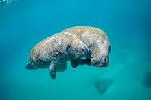 Hear animal sounds for animals like anteaters, dolphins, frogs and more. Manatee Wikipedia