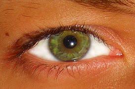 Eye Color Wikipedia