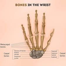 It is a bony overgrowth or lump on the back of the wrist at the base of the index (pointer finger) or long (middle finger) metacarpal bones where they join the carpal bones. Bones In The Wrist Of A Human Being Structure With Labeled Diagram