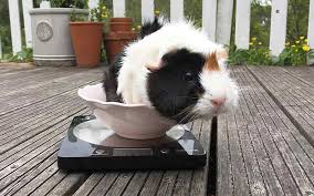 How Much Should A Guinea Pig Weigh Complete Guide