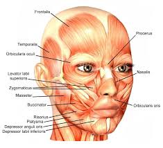 Contraction of the skeletal muscles helps limbs and other body parts move. Facial Anatomy Proportions Hair Makeup Artist Handbook
