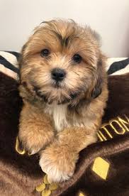 View available shihpoo puppies for sale. Everly Shih Poo Love My Puppy Boca Raton