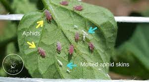 How To Get Rid Of Aphids On Tomatoes