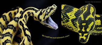 carpet snakes risk to dogs