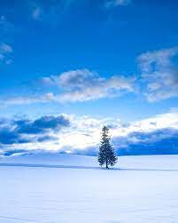 雪原に佇む「クリスマスツリーの木」（美瑛町） | 北海道ミライノート