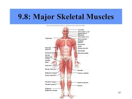 Human anatomy of the knees. Chapter 9 Muscular System