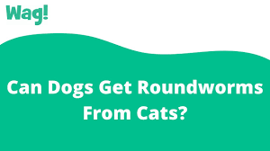 can dogs get roundworms from cats