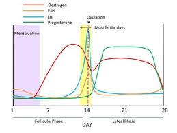 How The Hormone Levels Change In Your Menstrual Cycle Enkimd