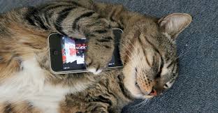 mobile games that all cat obsessed