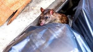 how to get rid of rats in your garage