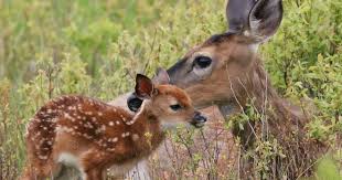 Fawns Stay With Their Mother
