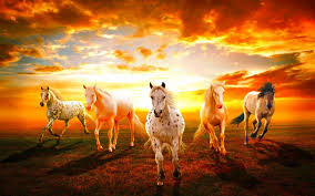 beautiful wallpaper hd horses sunset hd