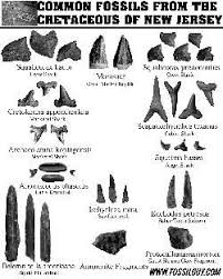 Fossil Identification Sheets New York Maryland Virginia