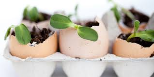 how to use eggss in your garden