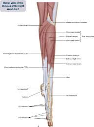 I've just switched over to a diagram to show you this muscle. 7 Muscles Of The Forearm And Hand Musculoskeletal Key