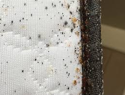 Bed Bugs Do Mattress Encasements Help