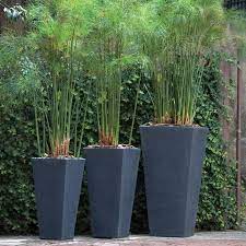 Tall Pot Plant Ideas Google Search