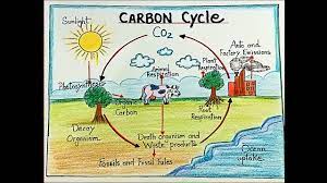 carbon cycle diagram drawing step by