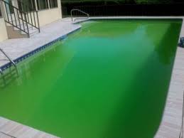 Image result for kolam renang hijau
