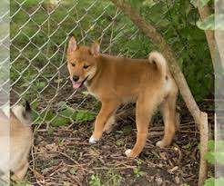 To learn more about each adoptable dog, click on the i icon for some fast facts or click on their name or photo for full details. View Ad Shiba Inu Puppy For Sale Near Wisconsin Milwaukee Usa Adn 209036