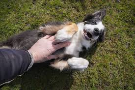 are dogs ticklish whole dog journal