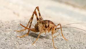 How To Get Rid Of Spider Crickets Cave