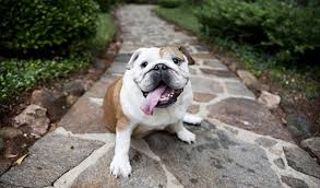 English bulldogs are also known as the british bulldogs are one of the sophisticated breeds on the global level. Bulldog Dog Breed Information